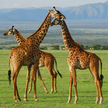 tour-listing-details-slide