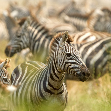 tour-listing-details-slide