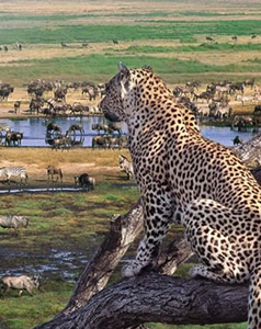 assets/images/tours/4-days-ngorongoro-serengeti-tanzania-safari.jpg