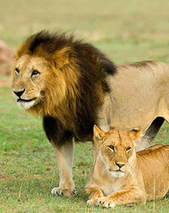 assets/images/tours/5-days-lake-manyara-serengeti-ngorongoro-tanzania-safari.jpg